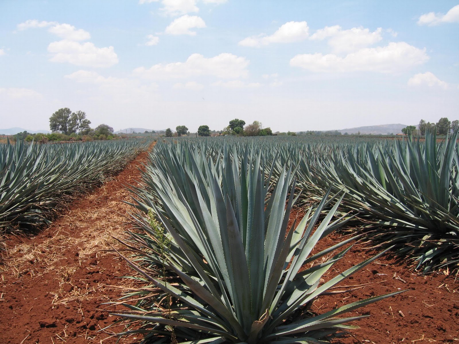 Mi sitio de aprendizaje TEPATITLÁN DE MORELOS