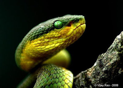 Snake earth: Bamboo Pit Viper