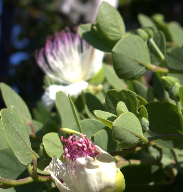 From Seed To Table Growing Capers From Seed