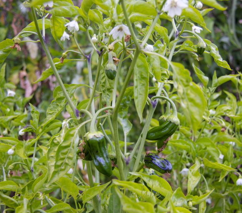 From Seed To Table Garden Tour on July 7, 2010
