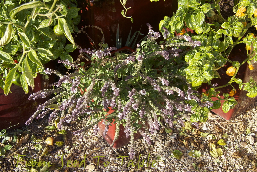 From Seed To Table The Pepper Survival Report