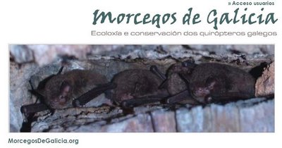 [morcegos+DE+GALICIA.jpg]