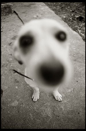 Big Headed Dogs