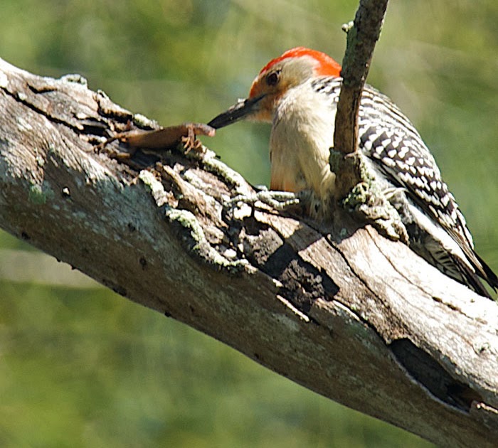 Red and the Peanut A Redbellied Woodpecker eating a salamander (or