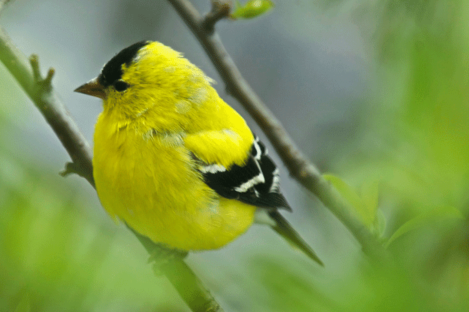Red and the Peanut: The American Goldfinches in our yard are brightening…