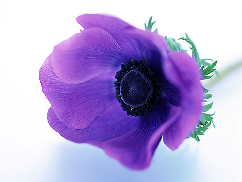 http://3.bp.blogspot.com/_yRlG4V0RgYs/TBmSf4tcNWI/AAAAAAAAAAc/UKQs7Vh3_uY/s1600/hoa1ku0.jpg