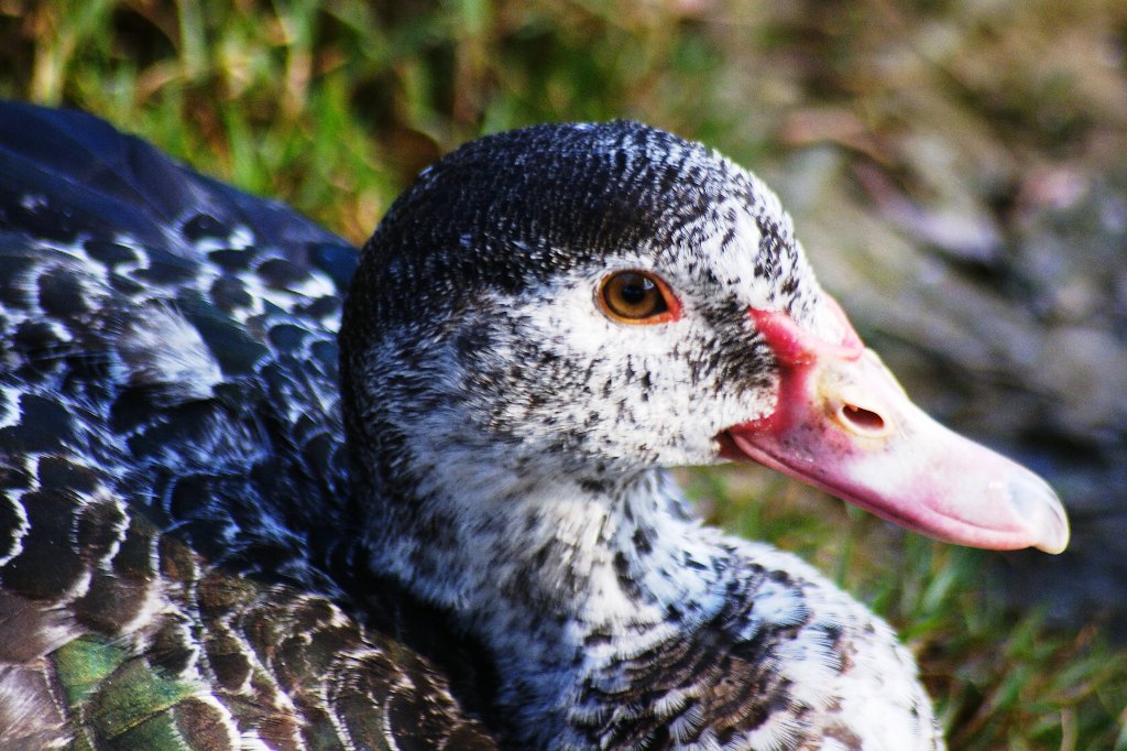 Pato Criollo