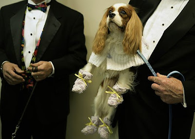 Westminster Kennel Club Dog Show