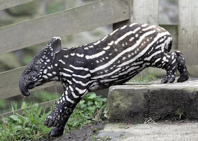 http://3.bp.blogspot.com/_ySCIT3KO9Zc/Rh1-a-Ag-zI/AAAAAAAAEqE/MbwnlddbSCY/s400/tapir_kid.jpg