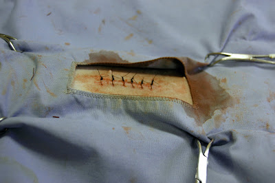 canine castration