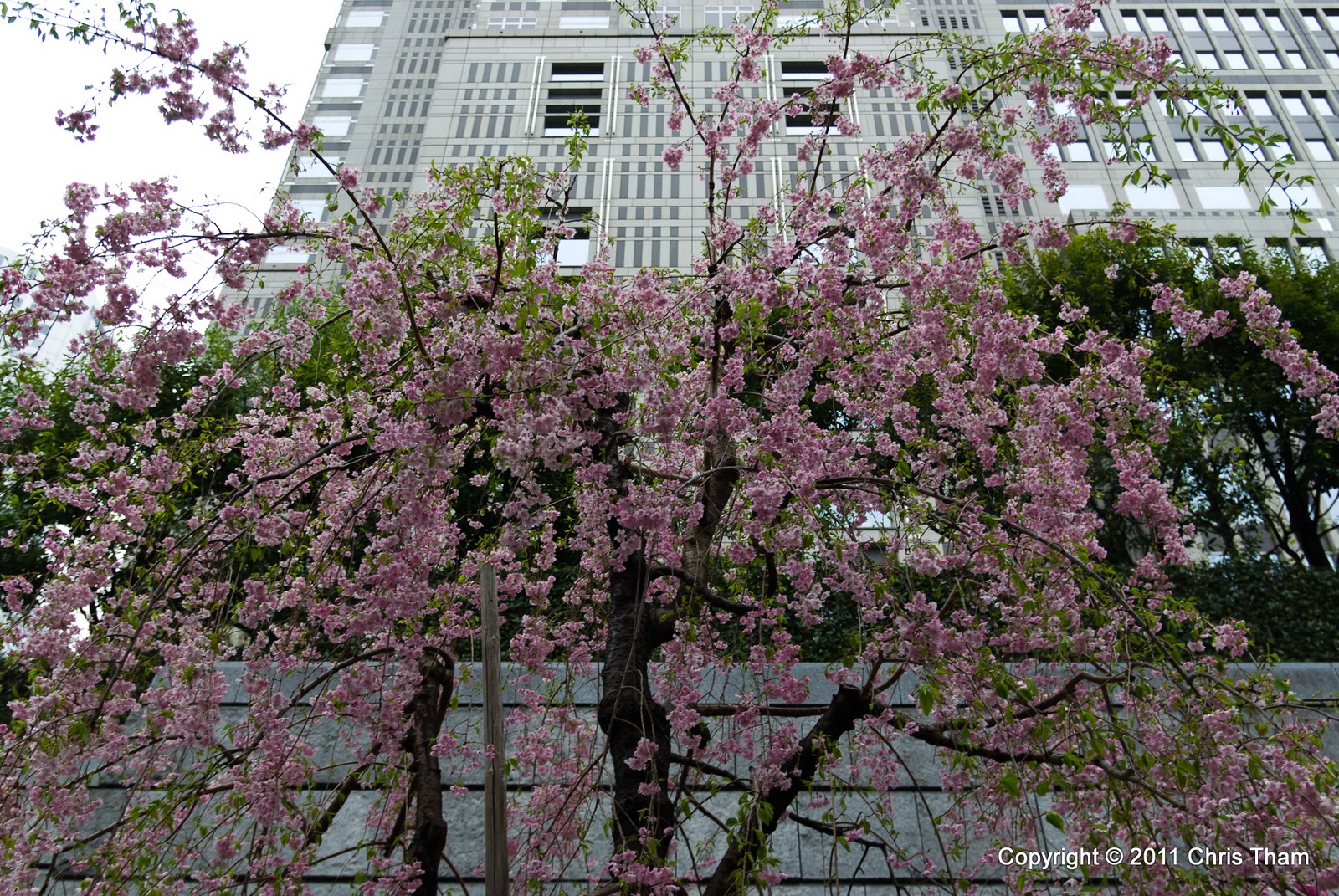 (weeping cherry) blossom