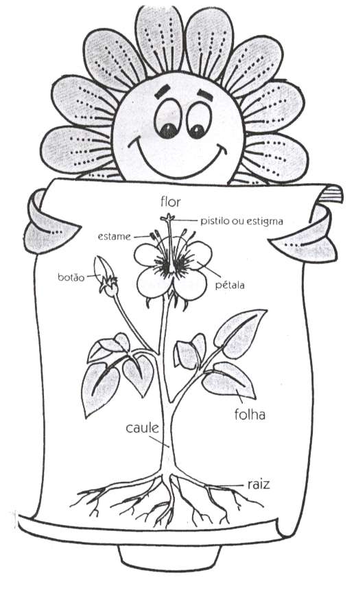 [Parte%20das%20plantas.jpg]