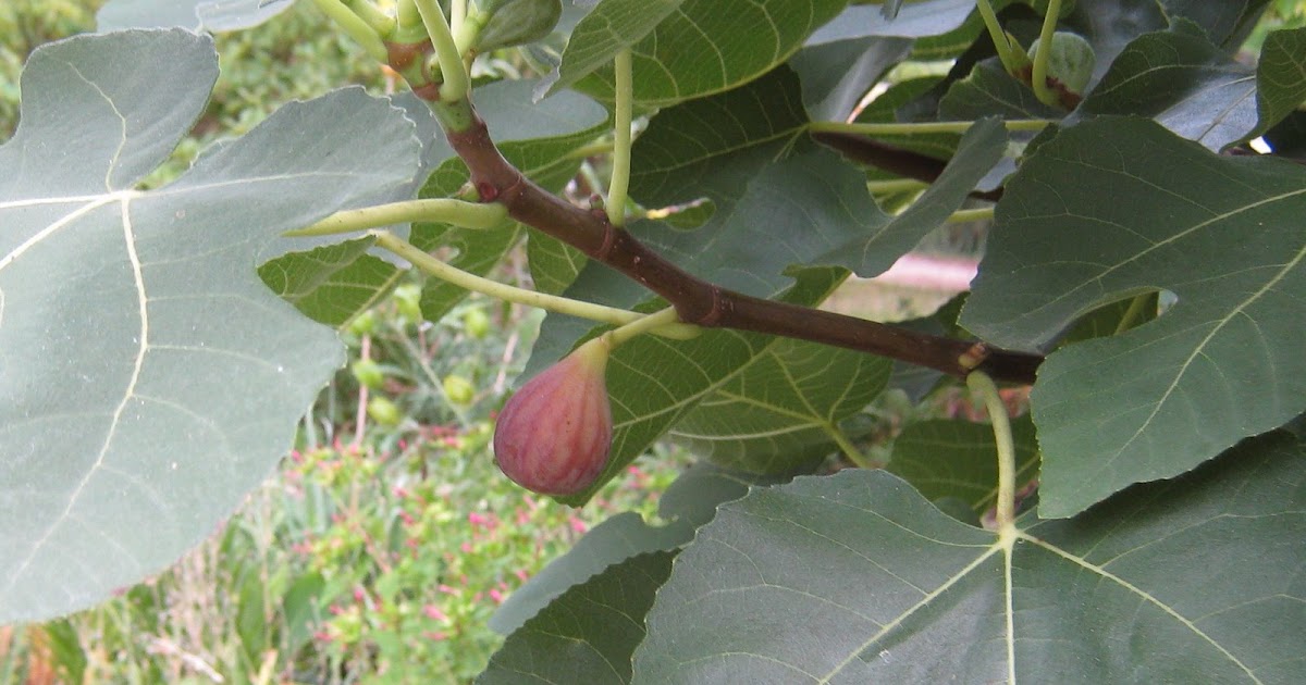 Central Virginia Organic Gardener Growing Figs in Central VA! FUN FUN!