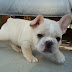 Captivating French Bulldog Chubby Adorable Dog HD