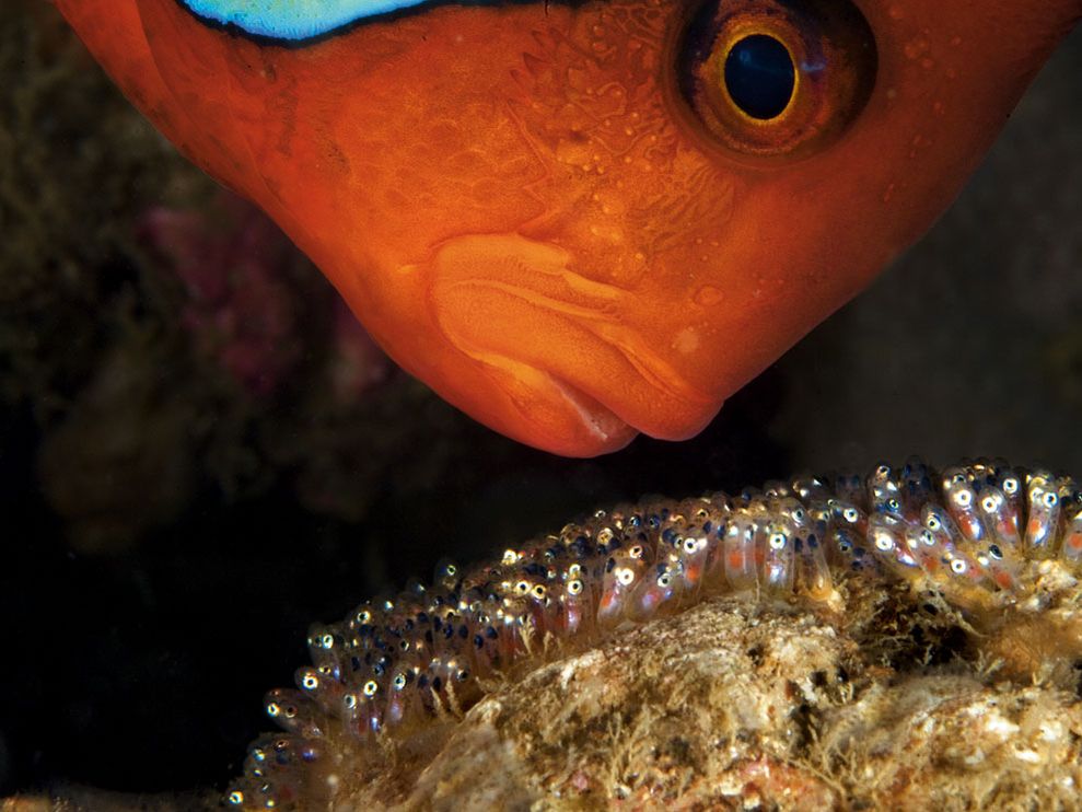 [tomato-clownfish.jpg]