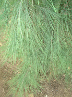 elarbolmiamigo-encinarosa: Casuarinas / Casuarina equisetifolia / Pino