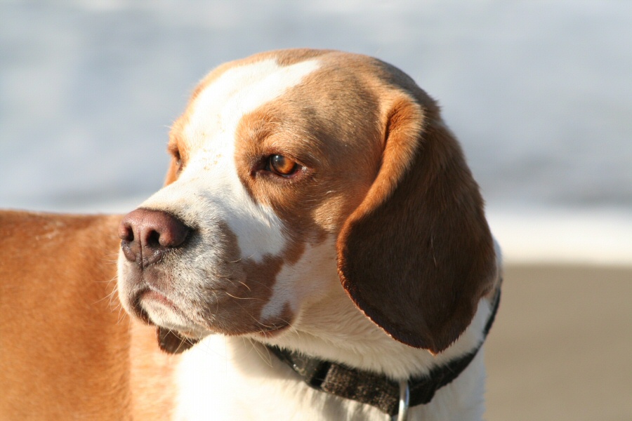 Pinterest • The world’s catalog of ideas