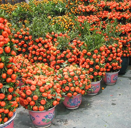 Tangerine Tree Pictures