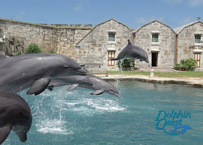 Bermuda Dolphin Quest