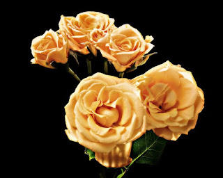 peach roses, peach rose meaning