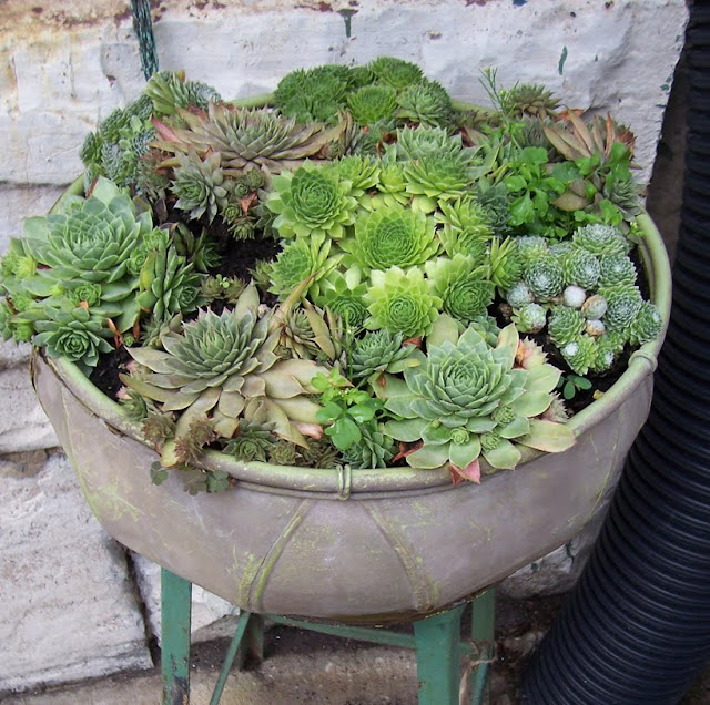 martha moments succulents in containers martha moments succulents in containers