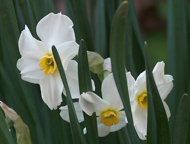 NARCISO