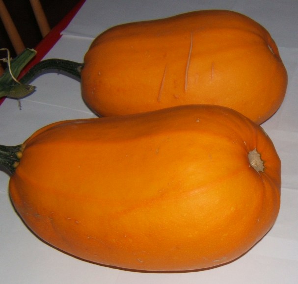 [ZeppelinPumpa2.jpg]