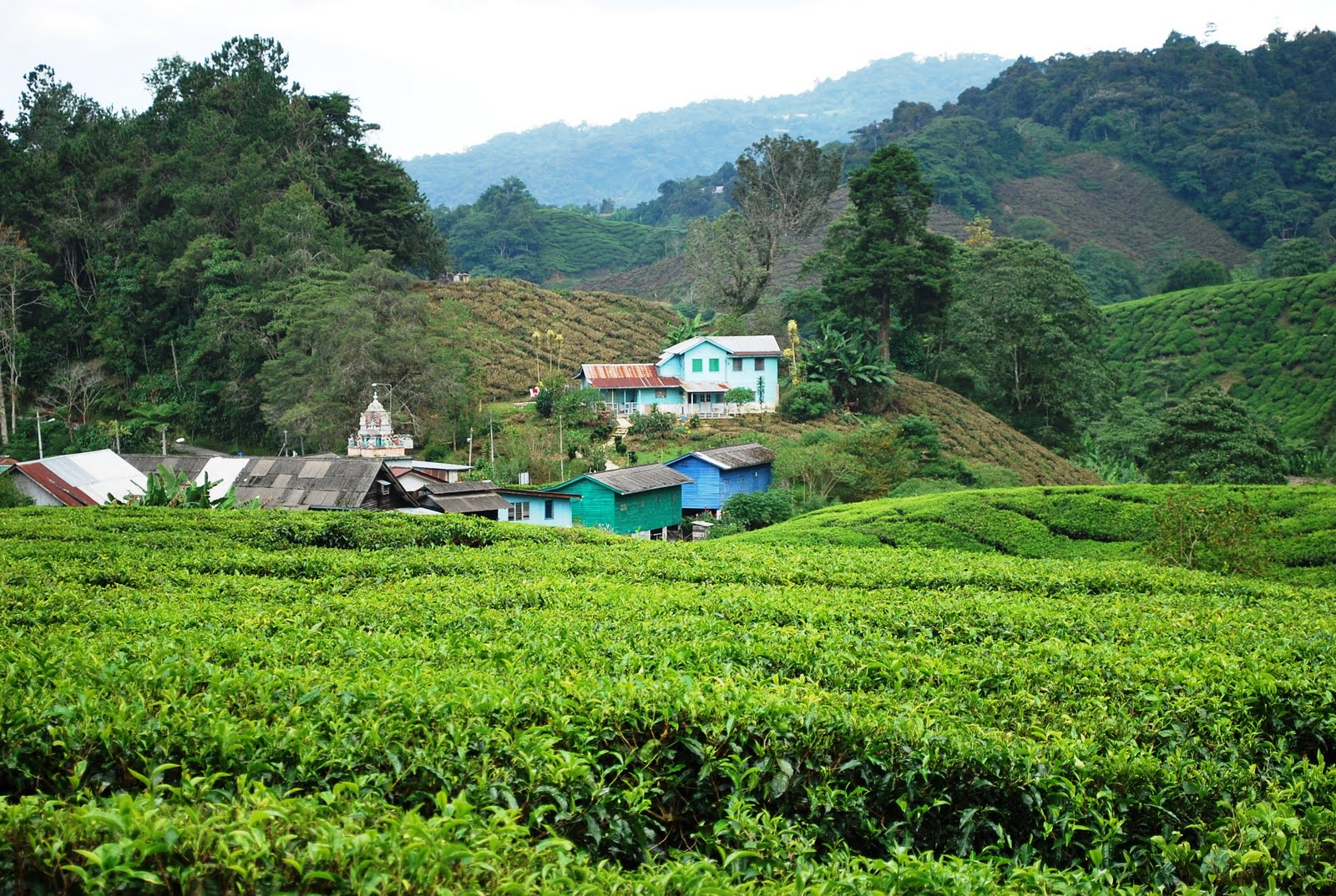 [tea+plant+village.jpg]