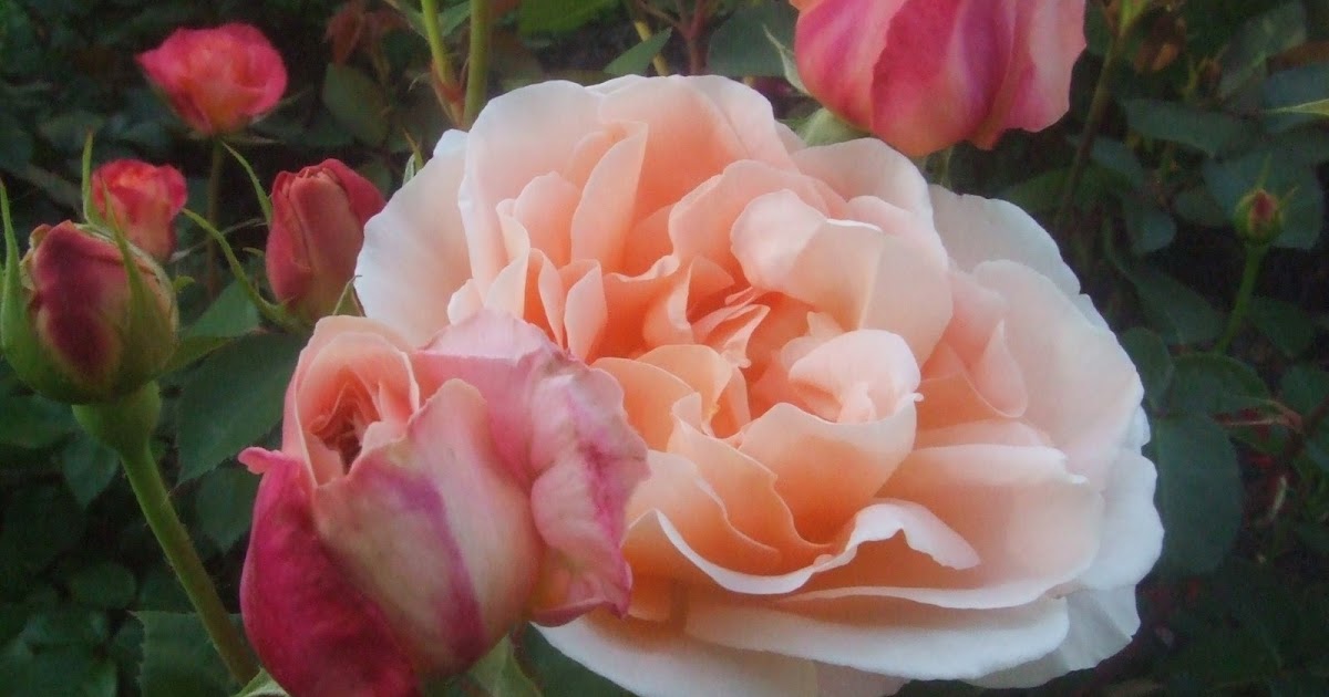 Upstate NY Roses English Rose "Tamora"
