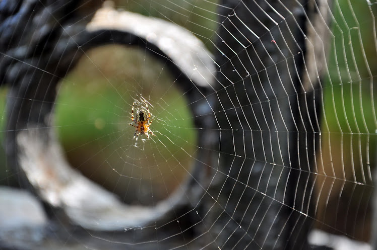 Itsy Bitsy Spider