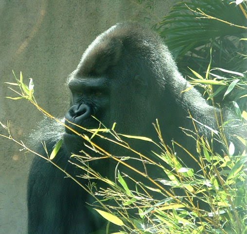 [gorilla.bmp]