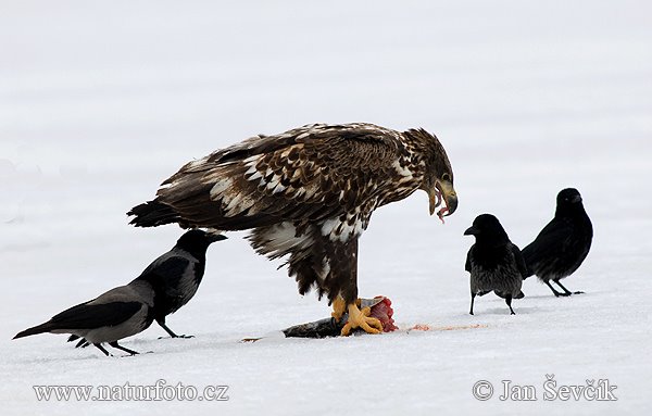 [haliaeetus-albicilla--eagle-2-08.jpg]