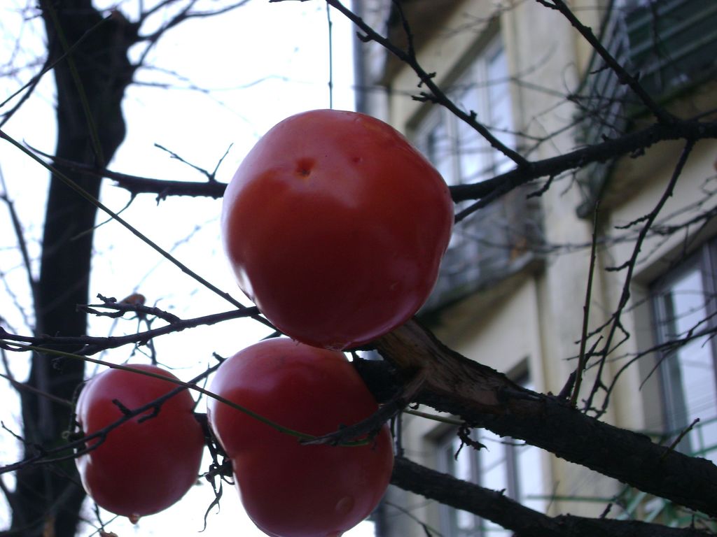 [DSC04376.JPG]