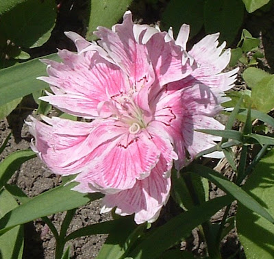 [Photo: Dianthus chinensis 'Double Gaiety Mixed.']