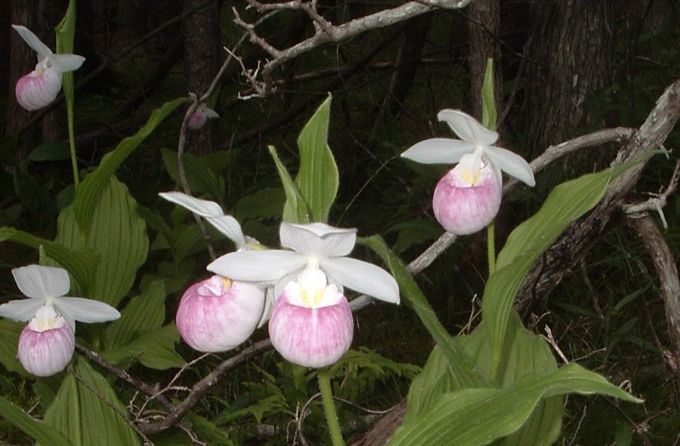 Toronto gardening all year round Toronto native plants starting with C