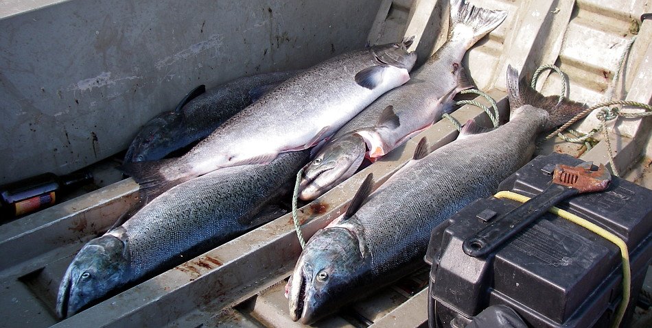 [Fish.JPG]