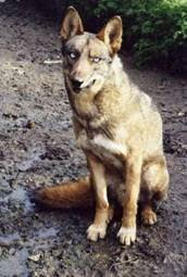 Coydog2.jpg