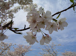 Cherry Blossoms, D.C.