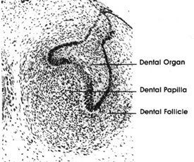 odontogenesis