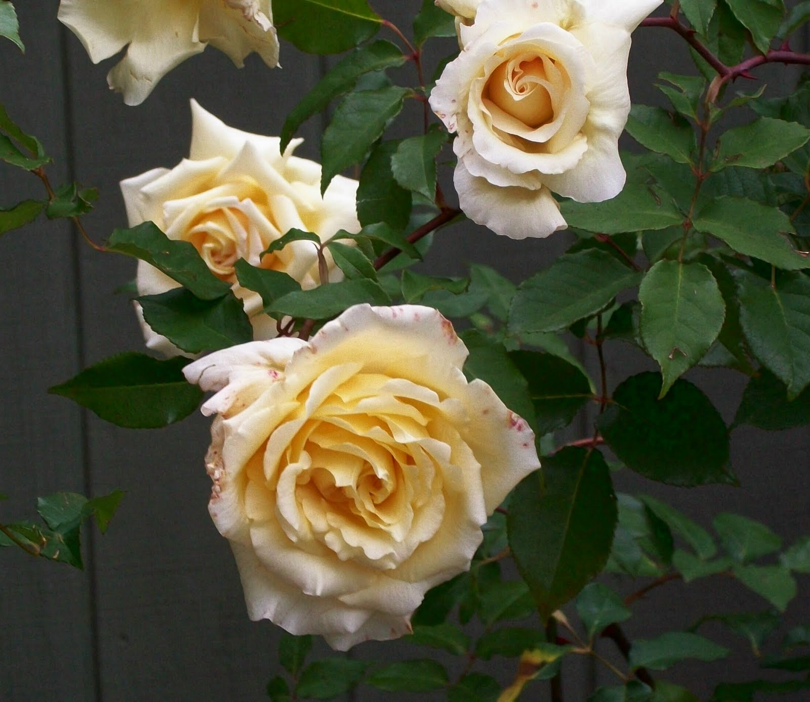 Pondering....... Old Florida roses...