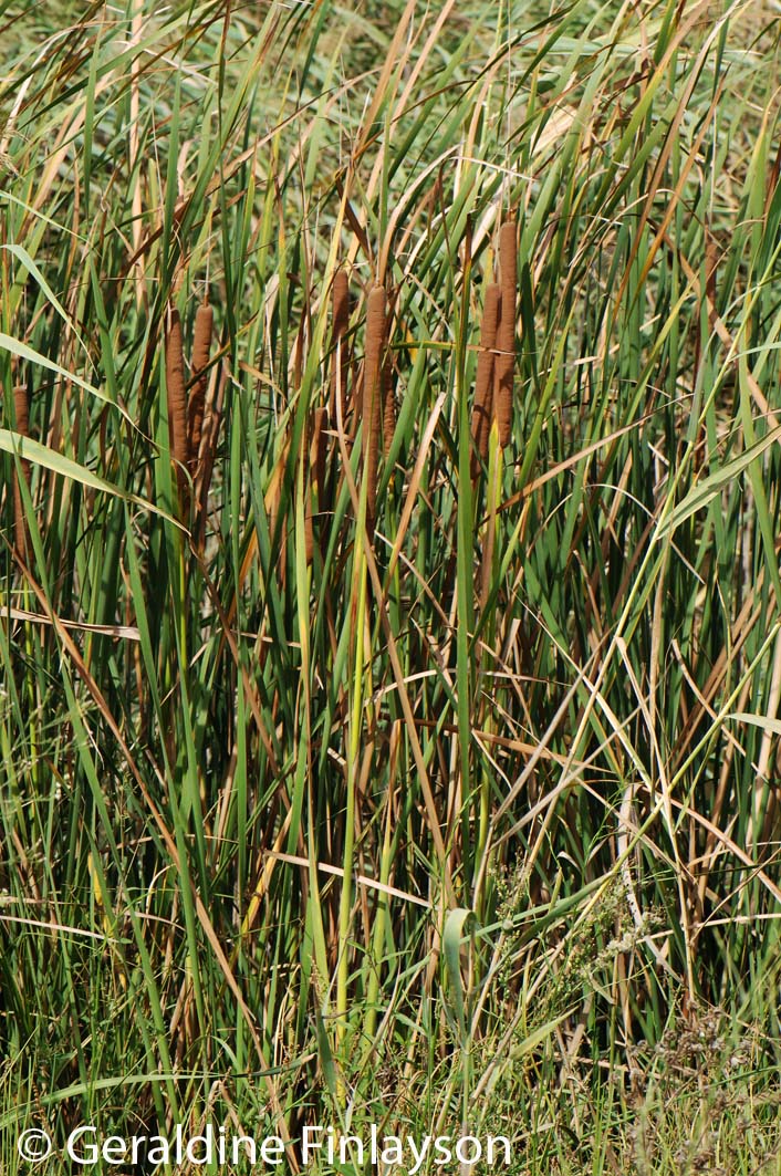 NaturalAndalus Among the Reeds and Rushes in La Janda