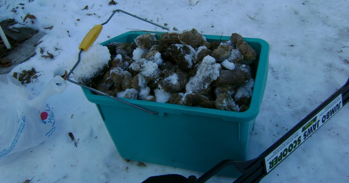 Brain Litter A Big Bucket of Dog Poop