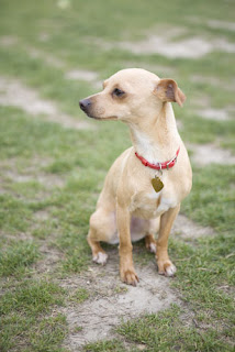 Italian+greyhound+chihuahua+mix