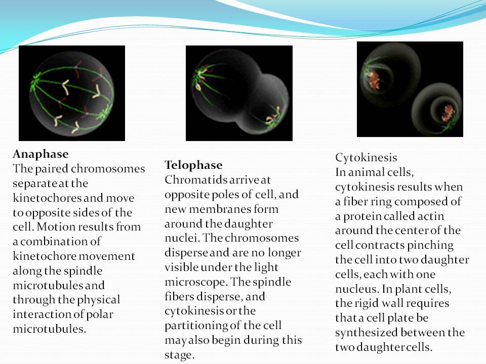 Biology: Chapter 5 Mitosis
