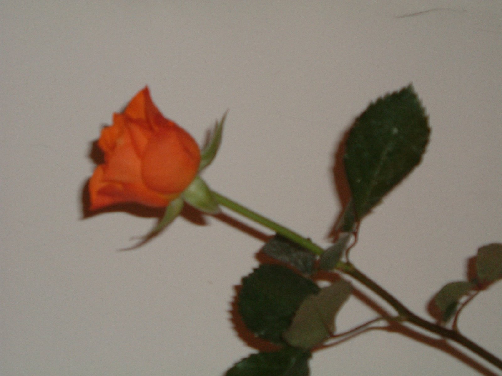 [DSCF0089.JPG]