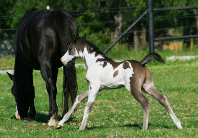 Mustang Couple comes to stay (please join!) Paint+foal
