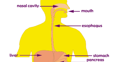 Infinity On High: The Digestive System