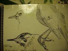 Talking of Cadavers... a drawing of one