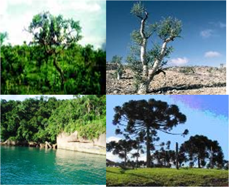 UNITED STATES: Vegetação