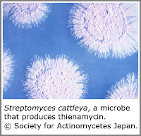 Streptomyces cattleya, a microbe that produces thienamycin Streptomyces cattleya, a microbe that produces thienamycin